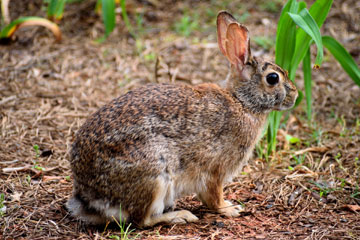 Rabbit wild in a field