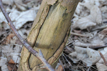 Tree damage caused by rabbits